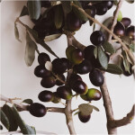 Terra Madre Extra Virgin Olive Oil – 1L - Image 2